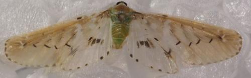 Mysidia sp.